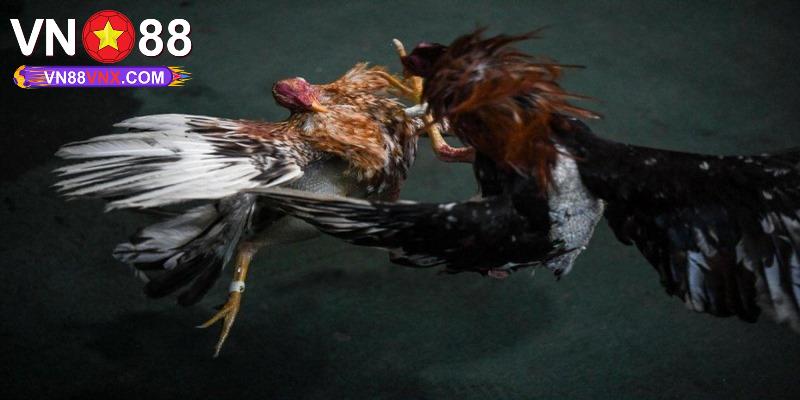 Đá Gà Cựa Dao - Hình Thức Đá Gà Kịch Tính, Máu Lửa Tại VN88 3 Luật đá gà cựa dao cơ bản người chơi cần nắm được