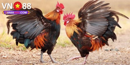 Đá Gà C2 - Bật Mí Những Thông Tin Thú Vị Về Giải Đấu C2