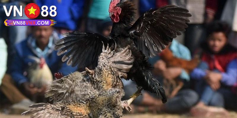 Đá Gà C1 - Nơi Tranh Tài Của Các Chiến Kê Chuyên Nghiệp 2 Trải nghiệm đá gà C1 đỉnh cao tại VN88
