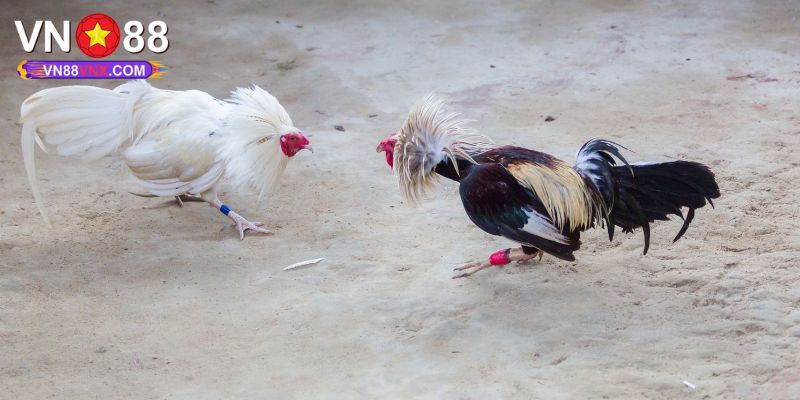 Đá Gà C3 - Sân Chơi Cá Cược Hấp Dẫn Số 1 Nhà Cái VN88 2 Tại sao nên chọn theo dõi đá gà C3 tại VN88?