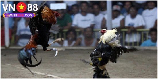 Đá Gà Cựa Dao - Hình Thức Đá Gà Kịch Tính, Máu Lửa Tại VN88