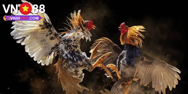 Đá Gà Cựa Dao - Hình Thức Đá Gà Kịch Tính, Máu Lửa Tại VN88 2 Sức hút của đá gà cựa dao đến từ nhiều yếu tố khác nhau