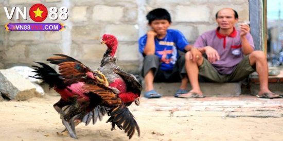 Đá Gà Tre - Hình Thức Giải Trí Đặc Sắc Hàng Đầu Tại VN88