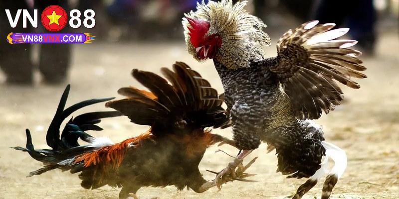 Đá Gà Tre - Hình Thức Giải Trí Đặc Sắc Hàng Đầu Tại VN88 3 Bí quyết chơi đá gà tre thắng lớn từ cao thủ