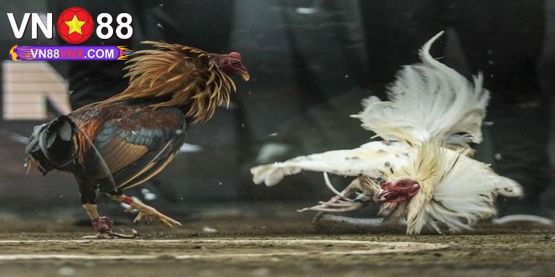 Đá Gà C1 - Nơi Tranh Tài Của Các Chiến Kê Chuyên Nghiệp 1 Thông tin giới thiệu về giải đá gà C1