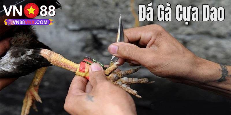 Đá Gà Cựa Dao - Hình Thức Đá Gà Kịch Tính, Máu Lửa Tại VN88 1 Đá gà cựa dao với thông tin tổng quan nhất
