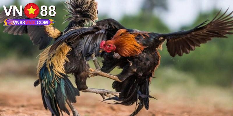 Đá Gà C1 - Nơi Tranh Tài Của Các Chiến Kê Chuyên Nghiệp
