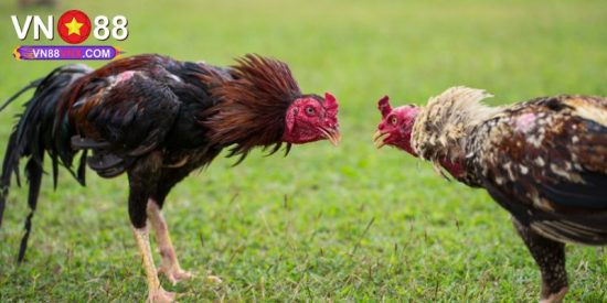 Đá Gà C3 - Sân Chơi Cá Cược Hấp Dẫn Số 1 Nhà Cái VN88