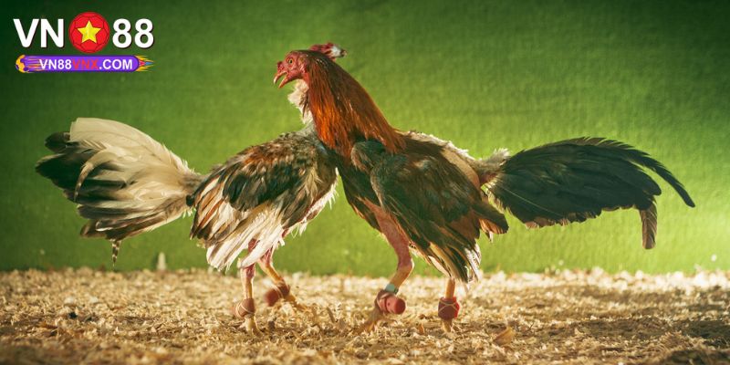 Đá Gà C3 - Sân Chơi Cá Cược Hấp Dẫn Số 1 Nhà Cái VN88 1 Giới thiệu đôi nét về hình thức đá gà C3