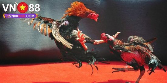 Trực Tiếp Đá Gà Thomo - Hình Thức Chọi Kê Thú Vị Tại VN88