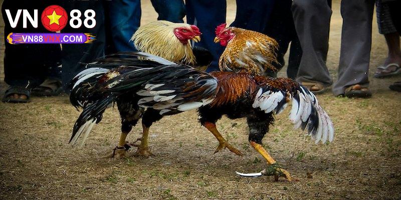 Đá Gà C2 - Bật Mí Những Thông Tin Thú Vị Về Giải Đấu C2 1 Đá gà C2 là gì?