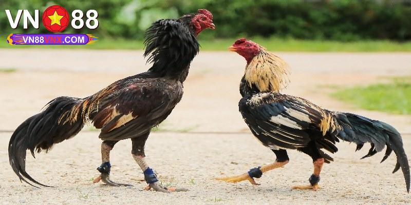 Đá Gà Tre - Hình Thức Giải Trí Đặc Sắc Hàng Đầu Tại VN88 2 Vì sao nên tham gia đá gà tre tại VN88?