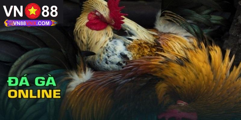 Trực Tiếp Đá Gà Thomo - Hình Thức Chọi Kê Thú Vị Tại VN88 2 Tổng hợp hình thức trực tiếp đá gà Thomo