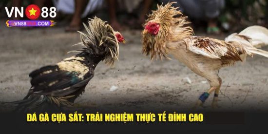 Đá Gà Cựa Sắt - Hình Thức Cá Cược Đặc Sắc Không Thể Bỏ Lỡ