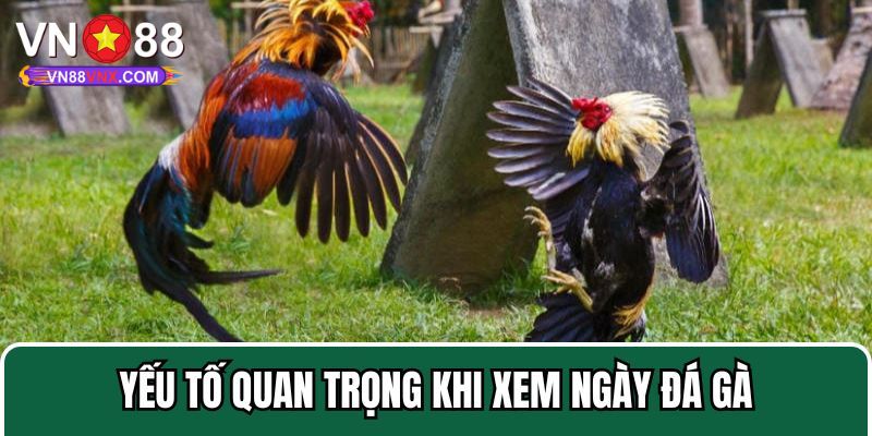 Xem Ngày Đá Gà - Tìm Hiểu Bí Quyết Chọn Ngày Tốt Cùng VN88 1 Tại sao nên xem ngày đá gà trước khi ra sân?