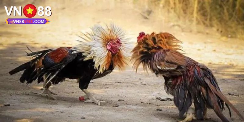 Đá Gà Cựa Sắt - Hình Thức Cá Cược Đặc Sắc Không Thể Bỏ Lỡ 2 Luật chơi đá gà cựa sắt quan trọng tân binh cần nắm