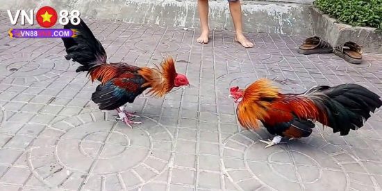 Trực Tiếp Đá Gà VN88 - Giới Thiệu Hình Thức Cá Cược Đỉnh Cao