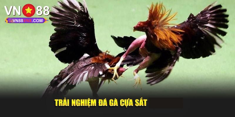 Đá Gà Cựa Sắt - Hình Thức Cá Cược Đặc Sắc Không Thể Bỏ Lỡ 3 Tại sao nên trải nghiệm cá cược đá gà cựa sắt tại VN88?