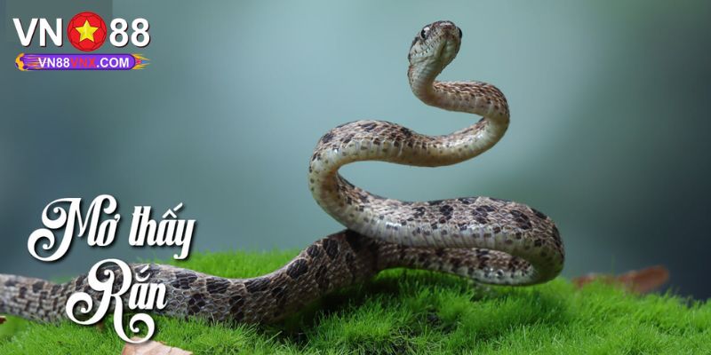 Mơ Thấy Rắn - Giải Mã Điềm Báo Và Con Số May Mắn Cùng VN88 1 Ý nghĩa đằng sau những giấc mơ thấy rắn chuẩn nhất