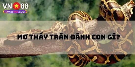 Mơ Thấy Trăn - Giải Mã Giấc Mộng Cùng Con Số May Mắn