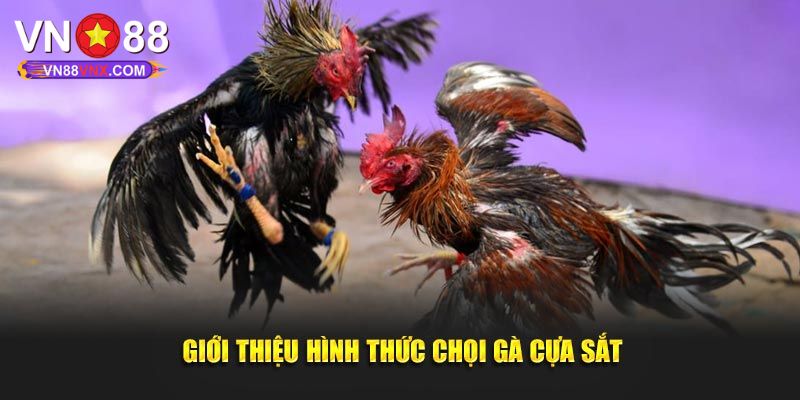 Đá Gà Cựa Sắt - Hình Thức Cá Cược Đặc Sắc Không Thể Bỏ Lỡ 1 Giới thiệu một số điểm cơ bản của đá gà cựa sắt