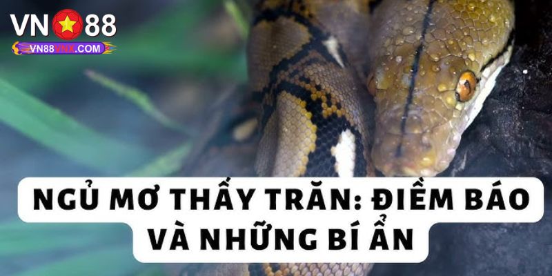 Mơ Thấy Trăn - Giải Mã Giấc Mộng Cùng Con Số May Mắn 2 Thấy cảnh trăn bò vào nhà trong mộng