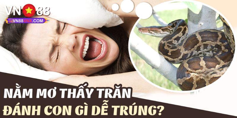 Mơ Thấy Trăn - Giải Mã Giấc Mộng Cùng Con Số May Mắn 3 Khi nằm mơ thấy trăn nên đánh con gì để gặp may trong lô đề?