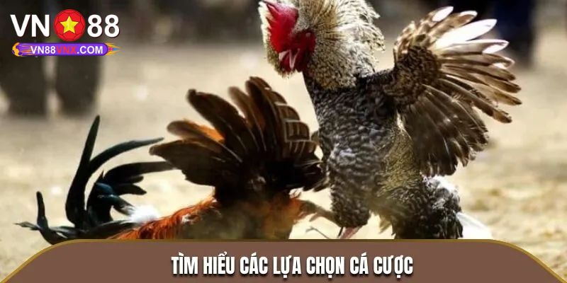 Đá Gà Campuchia: Khám Phá Loại Hình Giải Trí Cá Cược Cực Hot 2 Tại sao nên trải nghiệm đá gà Campuchia tại VN88?
