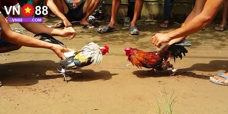 Trực Tiếp Đá Gà VN88 - Giới Thiệu Hình Thức Cá Cược Đỉnh Cao 1 Đôi nét về chuyên mục trực tiếp đá gà VN88