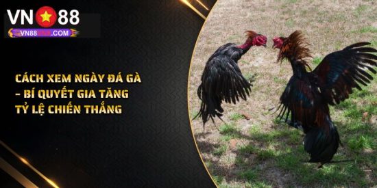 Xem Ngày Đá Gà - Tìm Hiểu Bí Quyết Chọn Ngày Tốt Cùng VN88