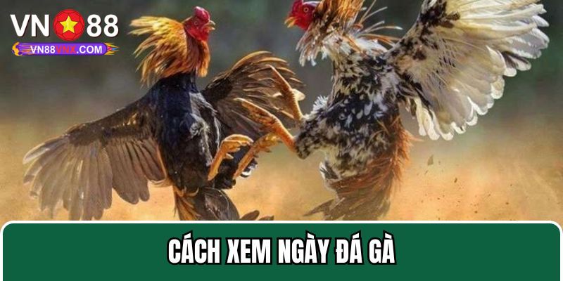 Xem Ngày Đá Gà - Tìm Hiểu Bí Quyết Chọn Ngày Tốt Cùng VN88 3 Một số thời gian kiêng kị cho chiến kê ra sân