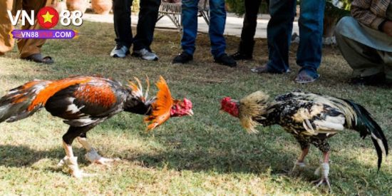 Đá Gà Mạng Hôm Nay - Khám Phá Chuyên Mục Săn Thưởng Cực Hot