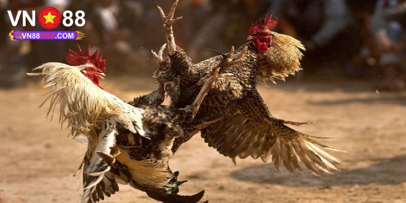 Đá Gà Mạng Hôm Nay - Khám Phá Chuyên Mục Săn Thưởng Cực Hot 3 Khám phá Top 3 hình thức đá gà mạng hôm nay cực hot