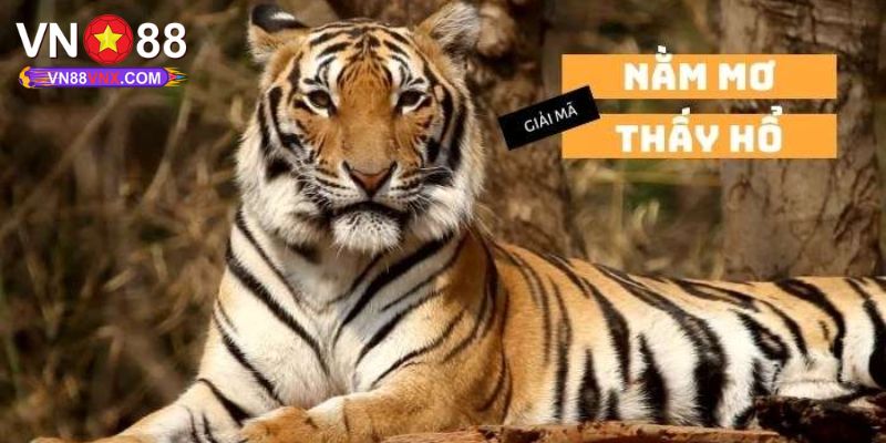 Mơ Thấy Hổ - Thông Điệp Giấc Mộng Cùng Con Số May Mắn 2 Thấy hổ chơi đùa vui vẻ trong mơ
