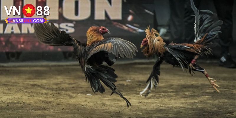 Đá Gà Mạng Hôm Nay - Khám Phá Chuyên Mục Săn Thưởng Cực Hot 2 Tại sao nên chọn đá gà mạng hôm nay tại VN88?