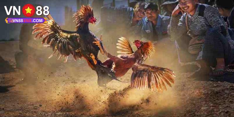 Đá Gà Mỹ - Tìm Hiểu Hình Thức Cá Cược Cực Hot Tại VN88 2 Luật chơi đá gà Mỹ đơn giản cho newbie