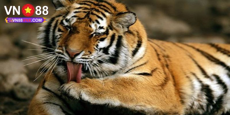 Mơ Thấy Hổ - Thông Điệp Giấc Mộng Cùng Con Số May Mắn 1 Giải mã ý nghĩa giấc mơ thấy hổ cùng VN88