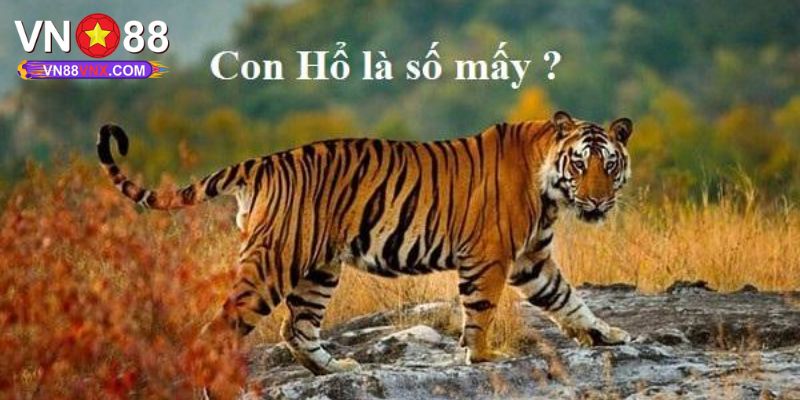 Mơ Thấy Hổ - Thông Điệp Giấc Mộng Cùng Con Số May Mắn 3 Khi nằm mơ thấy hổ đánh con gì để gặp vận may tài lộc?