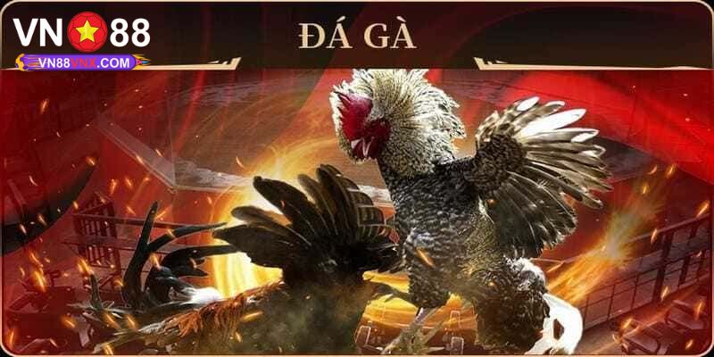 Đá Gà Mạng Hôm Nay - Khám Phá Chuyên Mục Săn Thưởng Cực Hot 1 Giới thiệu sân chơi đá gà mạng hôm nay tại VN88